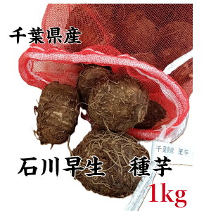 �y���������z��� ���� �T�g�C�� �ΐ쑁�� ��1kg ���Y ���Ƃ��� �� ���| �͔| ��t���Y