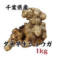 【送料無料】千葉産 種生姜 早生生姜 約1kg 国産 栽培 ショウガ タネ ガーデニング 農業 しょうが