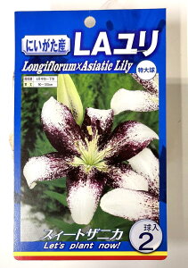   LA XC[gUjJ Ɏ 1  S XB[gUjJ