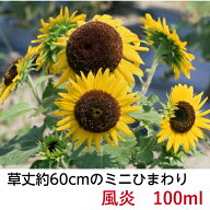 送料無料 ひまわりの種 風炎 100ml(約2000粒) ヒマワリ 向日葵 種子 花の種 園芸 花 ひまわり種子