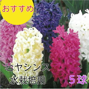   qVX 5l ͔|p      qAVX