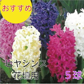 送料無料 球根 ヒヤシンス 5球詰め 花壇用 白 黄 赤 桃 青紫 ヒアシンス