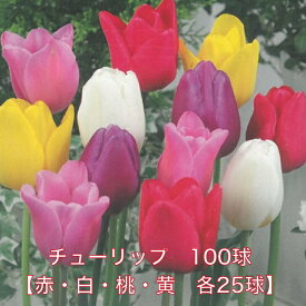 送料無料 球根 チューリップ 袋詰め 100球 一重咲 赤 白 桃 黄 4色各25球ずつ