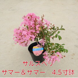 サルスベリ サマー＆サマー 4.5寸 苗木 百日紅 さるすべり 夏の花 矮性 這性 桃色 ピンク 鉢植え 花壇 庭