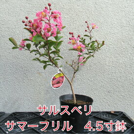サルスベリ サマーフリル 4.5寸 苗木 百日紅 さるすべり 夏の花 矮性 這性 桃白色の花