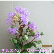 サルスベリ サマー淡紫清 (たんしせい) 13.5cmポット 苗木 百日紅 さるすべり 夏の花 矮性 這性 薄い紫色…