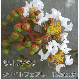 サルスベリ ホワイトフェアリー 4.5寸 苗木 百日紅 さるすべり 夏の花 矮性 這性 白い花