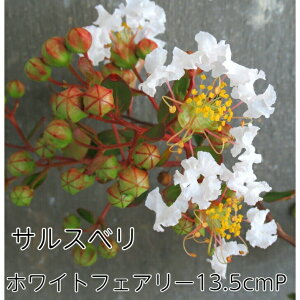 TXx zCgtFA[ 4.5 c Sg 邷ׂ Ẳ ␫  