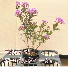 サルスベリ パープルクイーン 4.5寸 苗木 百日紅 さるすべり 夏の花 矮性 這性 紫の花