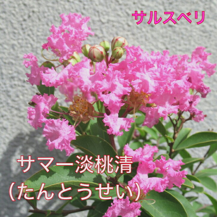 楽天市場】サルスベリ サマー淡桃清 (たんとうせい) 4.5寸 苗木 百日紅 