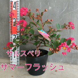 サルスベリ サマーフラッシュ 4.5寸 苗木 百日紅 さるすべり 夏の花 矮性 這性 濃い桃 ピンク