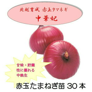 y\zkz琬 ԋʃlM̕c ؔ 30{ ܂˂ ^}lM ʂ˂ kz_ ؂̕c ʔKc