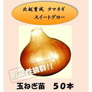 y\zkz琬 ʃlM̕c XC[gO[u 50{ ܂˂ ^}lM ʂ˂ kz_ ؂̕c ʔKc