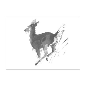 Teemu Jarvi e[EB |XgJ[h A6 ( White Tailed / IWWJ )ykG݁z