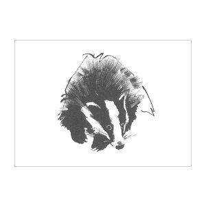 Teemu Jarvi e[EB |XgJ[h A6 ( Badger / AiO} )ykG݁z