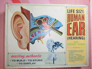 yzzr[@͌^ԁ@ԁ@[VOJ[ fCtTCYpCanatomia humana man anatomy model human ear hearing lab life size pyro