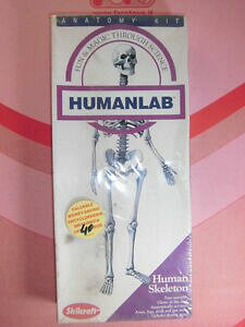 【送料無料】ホビー 模型車 車 レーシングカー モデルスケルトンanatomia humana man anatomy model humanlab skeleton
