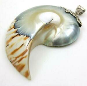 �y���������z�W���G���[�E�A�N�Z�T���[ natural tiger stripe nautilus shell 925 sterling silver pendant jewelry sg050r