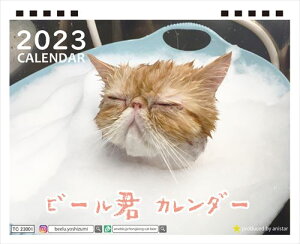【予約販売】 猫 エキゾチックショートヘアのビール君 2023年 卓上カレンダー TC23068