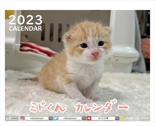  猫のミドくん 2023年 卓上カレンダー TC23098