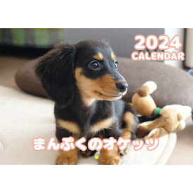 【予約販売】 ミニチュアダックス犬 まんぷくのオケッツ 2024年 壁掛け カレンダー KK24167