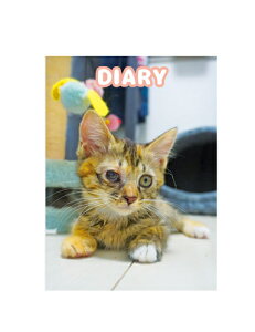 y\̔z ˂܂ 2025N L DR25107