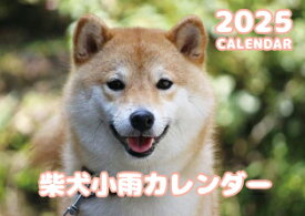 【予約販売】 柴犬小雨 2025年 壁掛け カレンダー KK25043