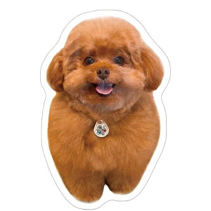 y\̔z  gCv[h  XebJ[ 3Zbg SU010NN