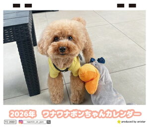 y\̔z ii| gCv[h  2026N  J_[ TC26020