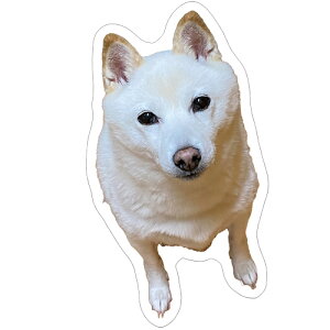 y\̔z  ~  XebJ[ 3Zbg SU014NN