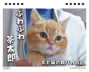 y\̔z ƔL̐eoJL 񂿂񒃑Y 2026N J_[ TA26210