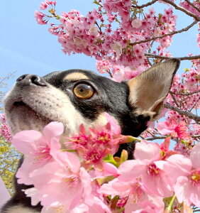 y\̔z 񐶊 `  V[ 5Zbg SE016NN