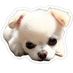 y\̔z Ă񂿂E邿  XebJ[ 3Zbg SU018NN