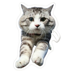 y\̔z L jg XebJ[ 3Zbg SU019NN