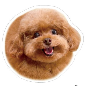 y\̔z  gCv[h  XebJ[ 3Zbg SU011NN