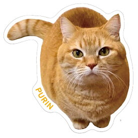 【予約販売】 短足マンチカンのプリンとメル 猫 ステッカー 3枚セット SU024NN