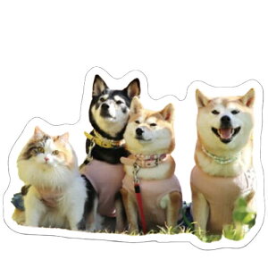 y\̔z Č JAT V[ 5Zbg SE005NN