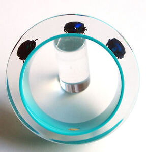 �y���������z�u���X���b�g�@�A�N�Z�T��?�@�o�O�f�U�C�i�[lucitedesigner blue lucite bracelet with real exotic bugs