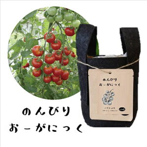 B115 ̂тI[KjbNiv`g}gj͔|Lbg 4560496709055