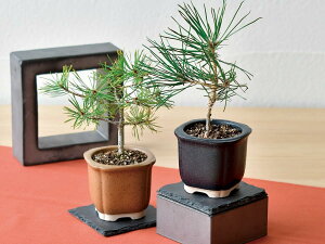 y2ރZbgzV| SEISHIN The BONSAI ͔|Lbg ԏZbg GD-99201 ԏGD-99202@Japanese Style̖~͍͔|2ރZbg 4528757040620 4528757040637