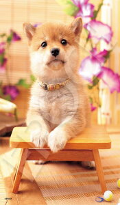 G|bNЁiEPOCHj 300s[X WO\[pY /ybg  񂱓a i26×38cmj 28-049s ̂t wt _t