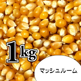 ポップコーン豆1kg【マッシュルーム種】