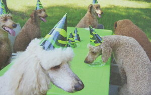 nCAG nCA G nCA apJ[h DOG Party [֑Ή nCAG nC yY nCA CeA