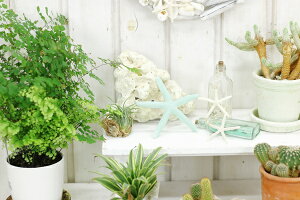 nCA G CeA IuWF X[VF{g nCAG 킢 VF u }G r