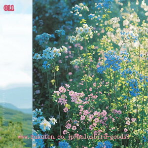 777~OFFN[| KXډBtB pՌ/fMV[g O UVJbg }WbN~[ vCoV[ی hƃtB Uh~ ΍ Cӕi KX ߂V[g 