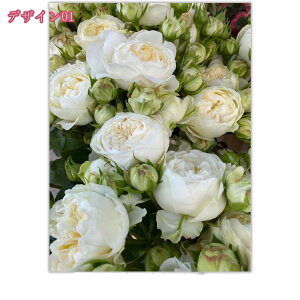 1000~OFFN[| CeAG t[ ʐ^ _ |X^[ A  pG RiG CeA A[gt[G rO[ ǂ̊GǊ| A[gpl