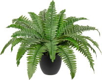 楽天市場】ツデー（造花・人工観葉植物｜花・観葉植物）：花・ガーデン 