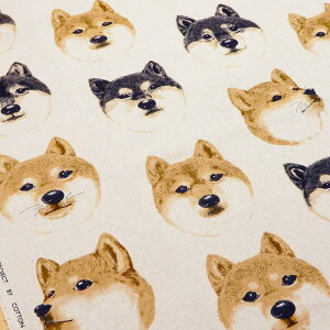 y3(30cm)10cmPʁzRbg΂₵ ČtFCX ȖLoXn