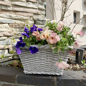 y_zoXPbgv^[(12980)W=40cm v^[yAeB[N t@Co[|Xg[zyK[fjO I[ig K[fI[ig K[fjO u K[fI