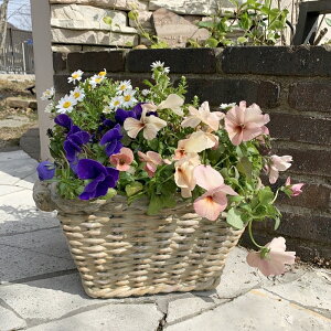 y݌Ɍzy_zoXPbgv^[(13708) v^[yAeB[N t@Co[|Xg[zyK[fjO I[ig K[fI[ig K[fjO u K